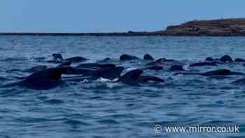 Rescue mission launched to save pod of more than 30 whales after mass stranding