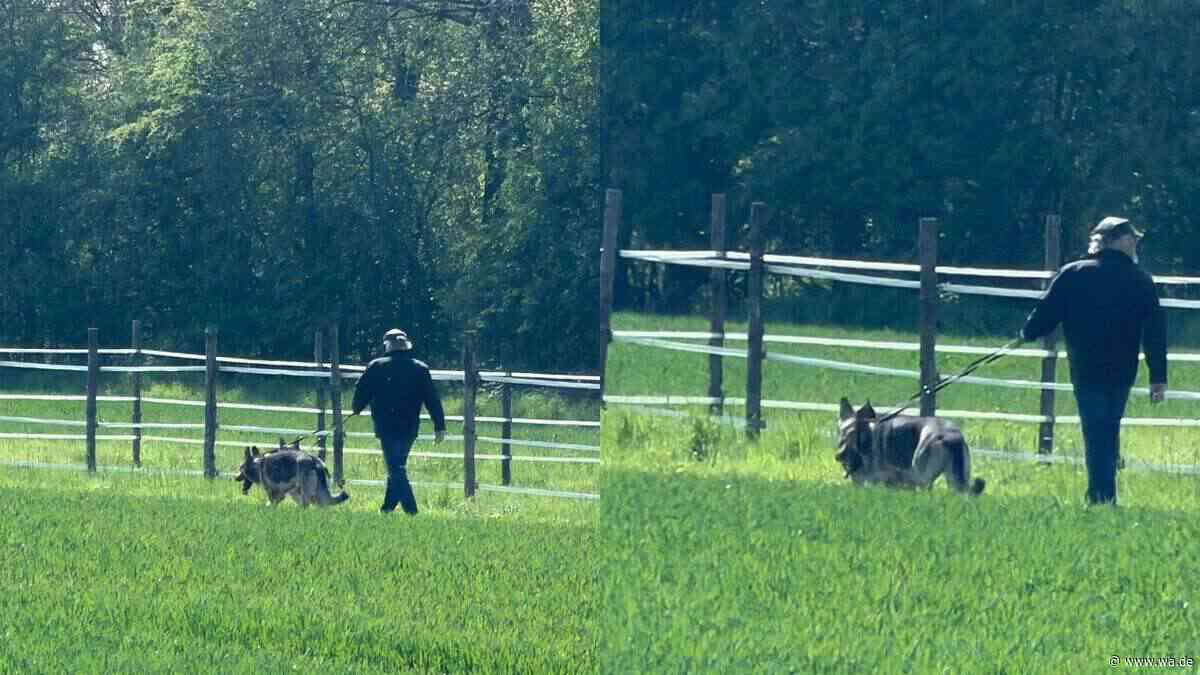 Hunde hetzen und beißen trächtiges Reh zu Tode – Halter flüchtet, Fahndungsfotos veröffentlicht
