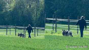 Hunde hetzen und beißen trächtiges Reh zu Tode – Halter flüchtet, Fahndungsfotos veröffentlicht