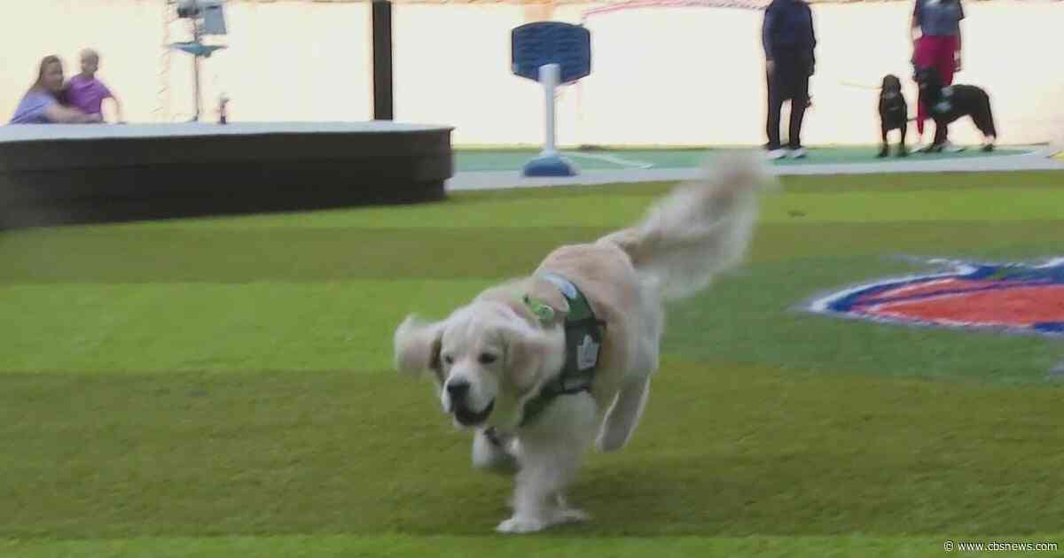 Children’s Healthcare of Atlanta facility dogs compete for “top dog”