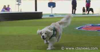 Children’s Healthcare of Atlanta facility dogs compete for “top dog”