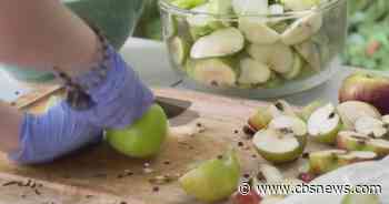 Atlanta students welcome fall with old-fashioned apple cider pressing