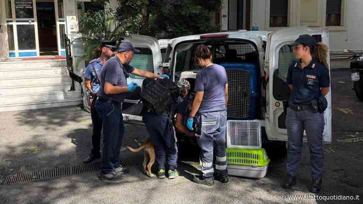 “Sembravano schegge impazzite”: un branco di pitbull sbrana una corgi a Villa Borghese, identificato il proprietario dei cani