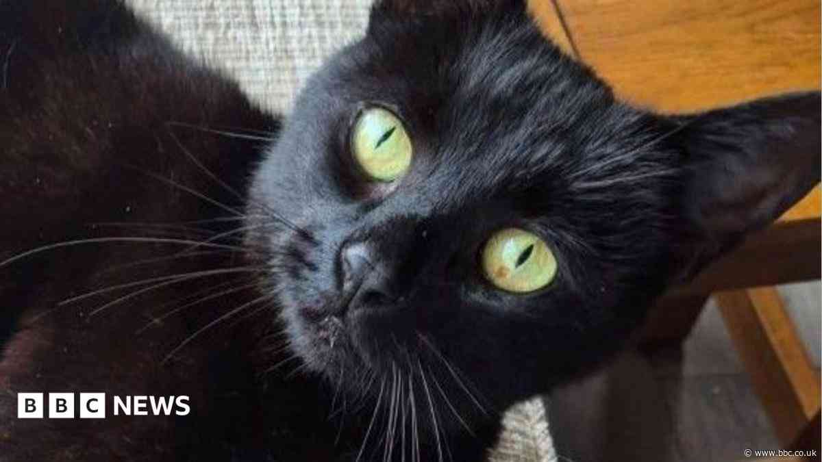 Cat reunited with owners six years after going missing in car crash