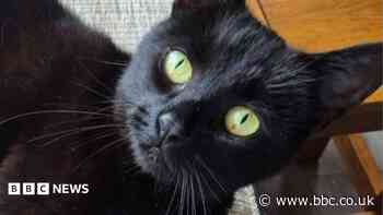 Cat reunited with owners six years after going missing in car crash