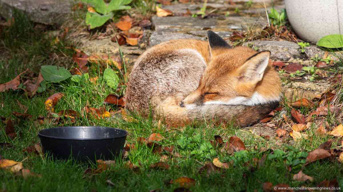 RSPCA's simple garden method that could attract foxes and their cubs