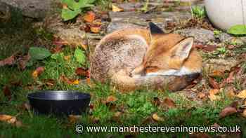 RSPCA's simple garden method that could attract foxes and their cubs