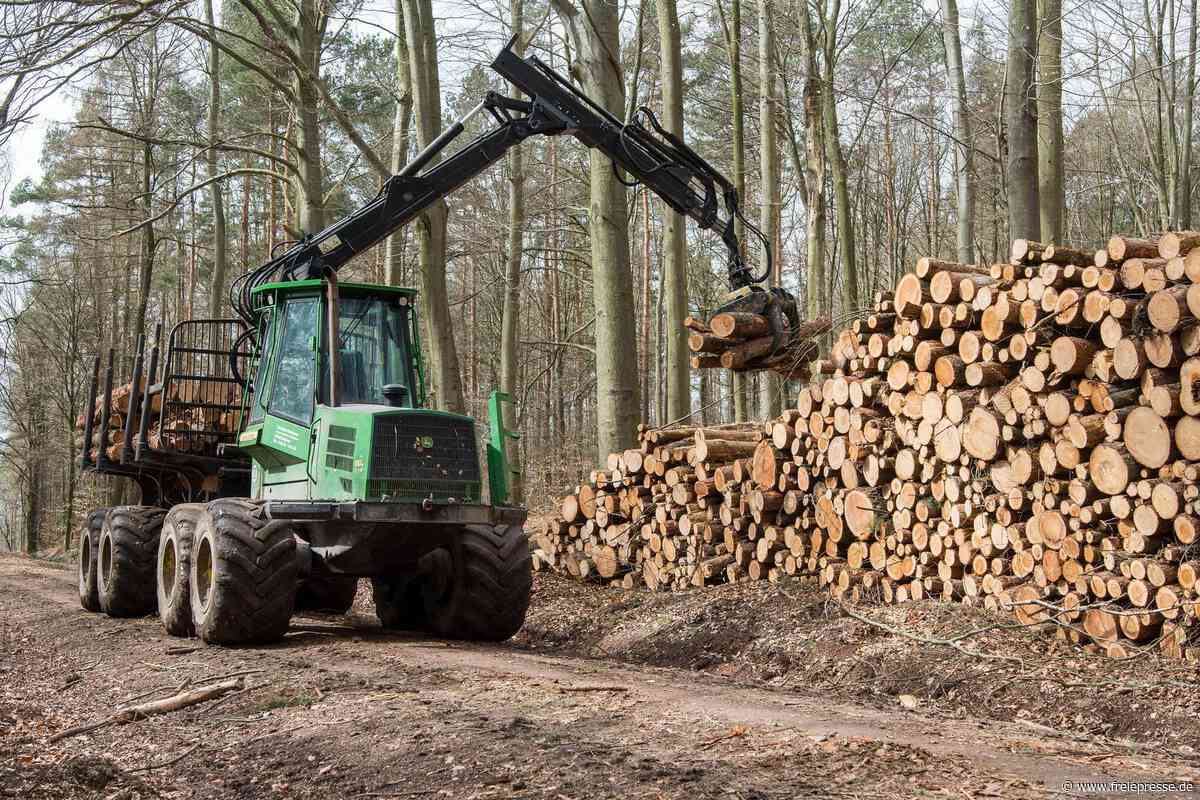 Holzernte am Rochlitzer Berg: Diese Wanderwege sind zeitweise gesperrt