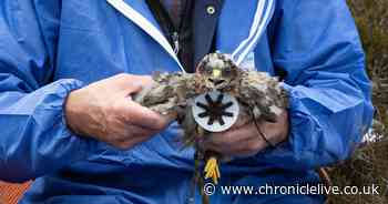 Northumberland polar explorer documents plight of Hen Harriers with award winning photography