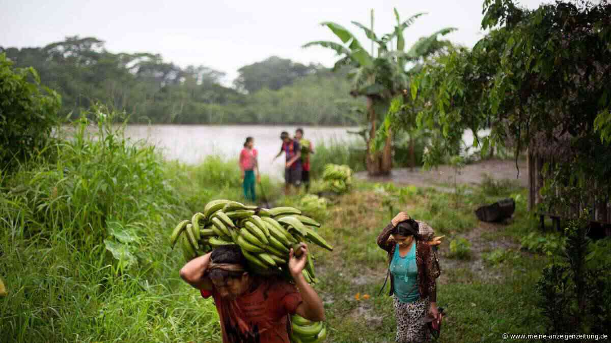 Rätsel im Amazonasgebiet: Indigene Gemeinschaften erkranken kaum an Demenz