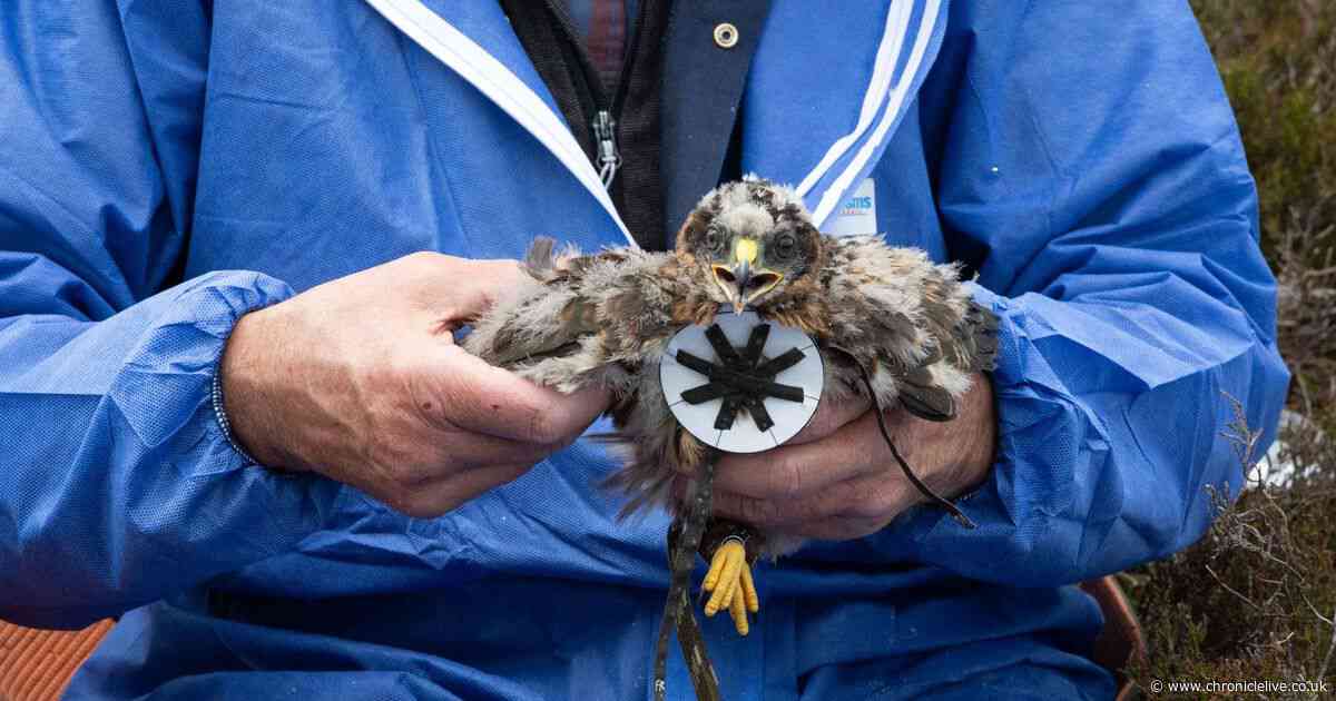 Northumberland polar explorer documents plight of Hen Harriers with award winning photography