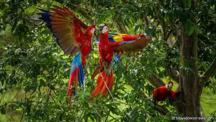 Por qué las guacamayas rojas dejan morir a sus crías y cómo una científica peruana intenta salvarlas