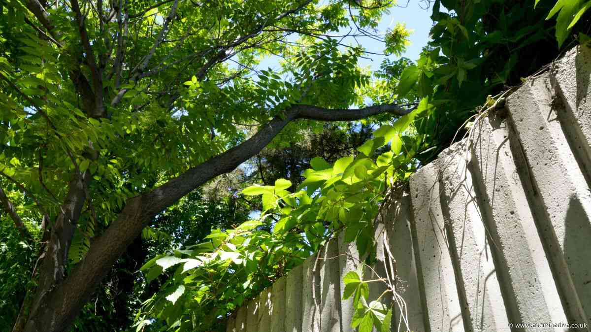 Can you trim a neighbour's overhanging branches? Solicitor explains the limits