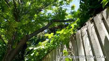 Can you trim a neighbour's overhanging branches? Solicitor explains the limits