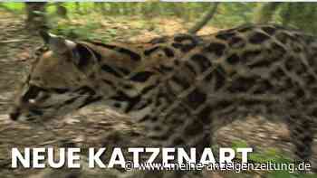 Wildkatzen-Art seit 100 Jahren entdeckt: Sehen sie im Video warum sie in Gefangenschaft ist