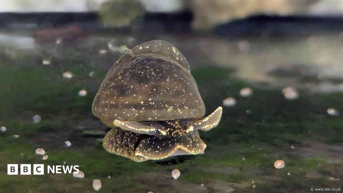 Rare snails lay eggs during car journey to zoo