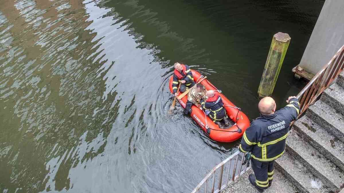 Katze büxt aus Wohnung aus und fällt in Kanal – Besitzer springt hinterher