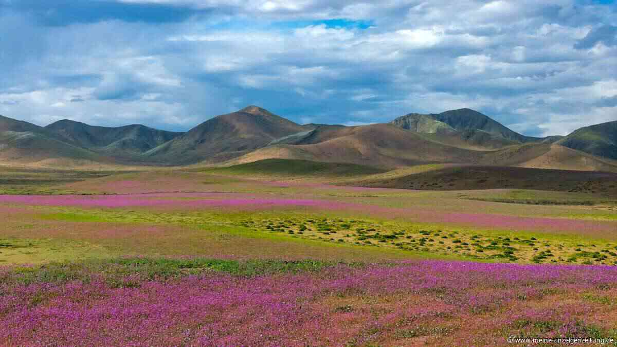 El Niño lässt die trockenste Wüste der Welt erblühen – so sieht das seltene Spektakel aus