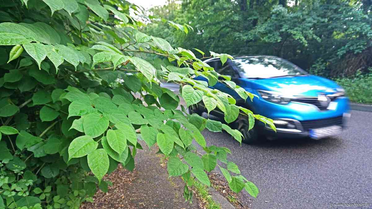Kampf gegen Wucherpflanze in Hamburg: Jetzt soll Strom zum Einsatz kommen