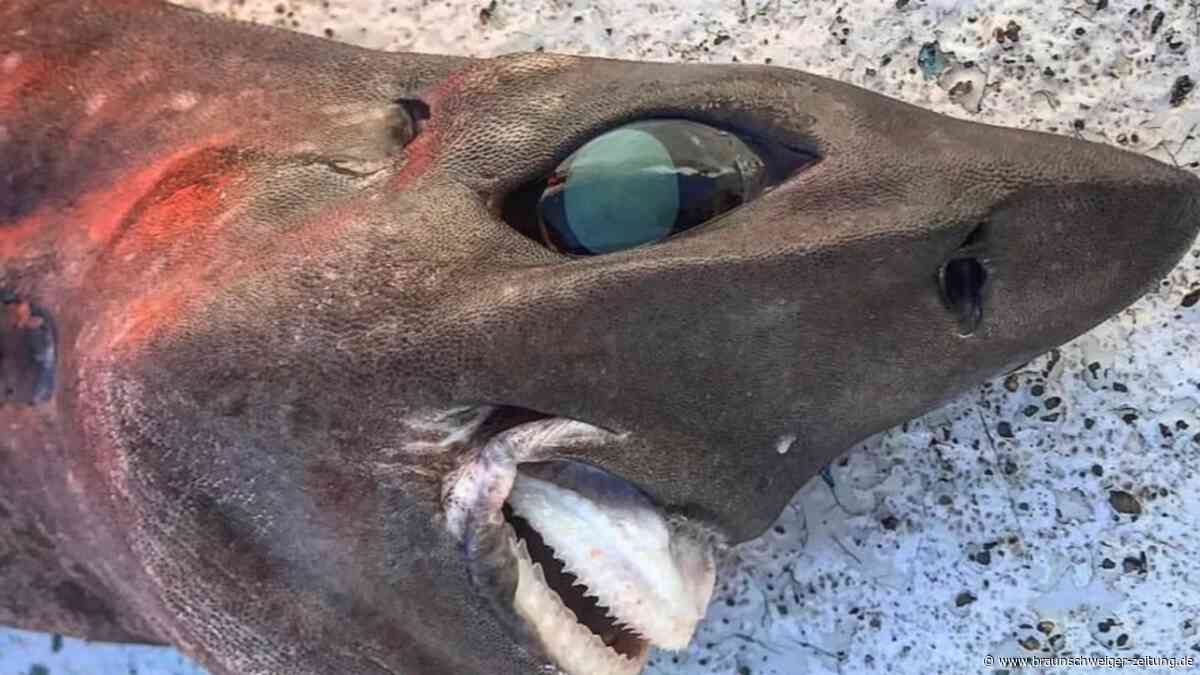 Unbekanntes Monster aus der Tiefsee: Experte äußerte neuen Verdacht