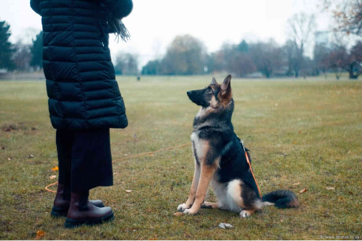 Seven Families Speak Out After $10,000 Pet Training Stay With California Trainer Allegedly Ended in Deaths