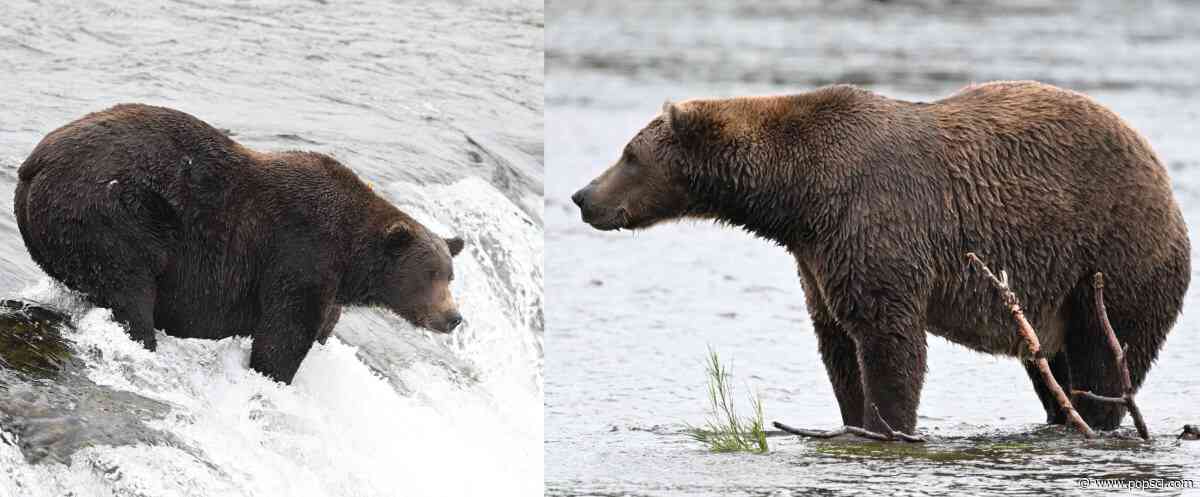 Fat Bear Week Round 1, Part 2: Battle of the big boys and the up-and-comers
