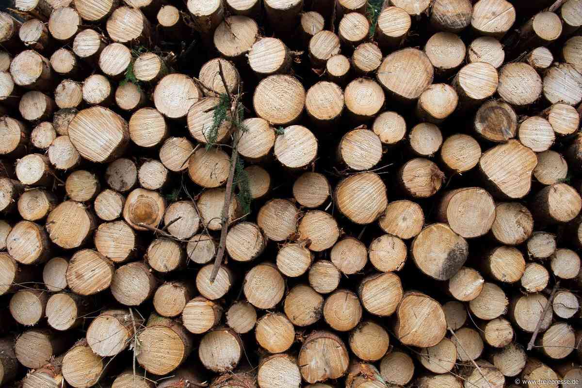 Flöha: Forst warnt vor Gefahr bei Waldspaziergängen