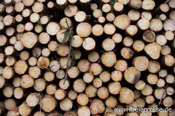 Flöha: Forst warnt vor Gefahr bei Waldspaziergängen