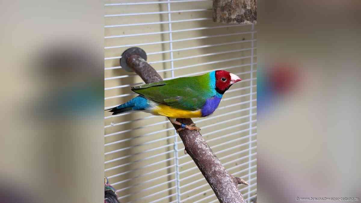Kleiner Kerl mit Federpracht: Henry hofft im Tierheim Braunschweig auf ein Zuhause