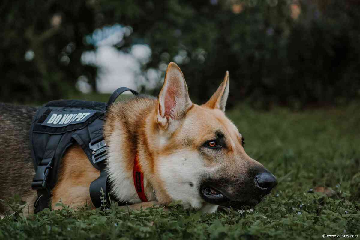ACPD getting new K9 to sniff out concealed electronics