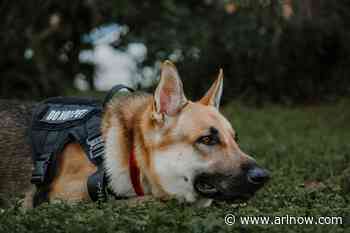 ACPD getting new K9 to sniff out concealed electronics