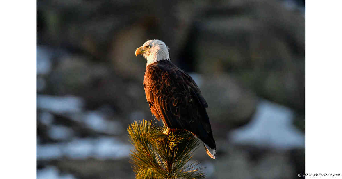 Wings Over Big Bear to Honor Jackie the Bald Eagle with Community Commemoration and Wildlife Education Weekend