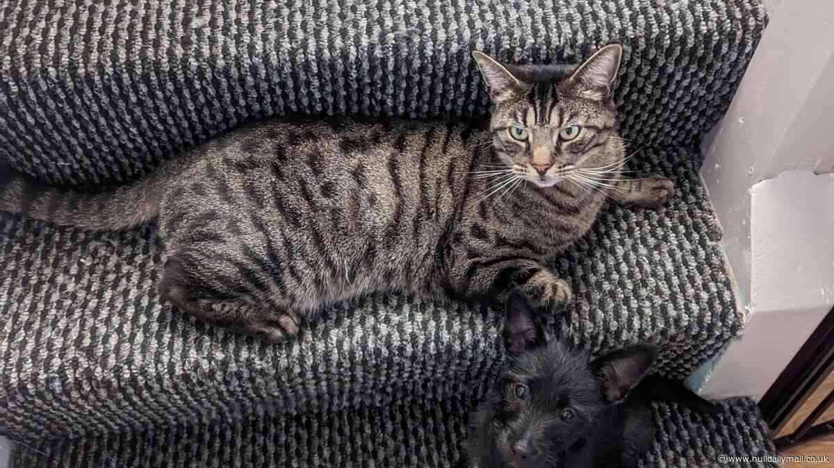 Vigil to be held for Max the cat a week after his tail was posted through owners' letterbox