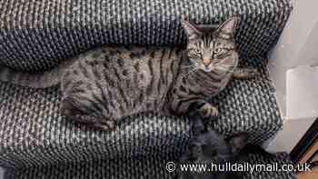 Vigil to be held for Max the cat a week after his tail was posted through owners' letterbox