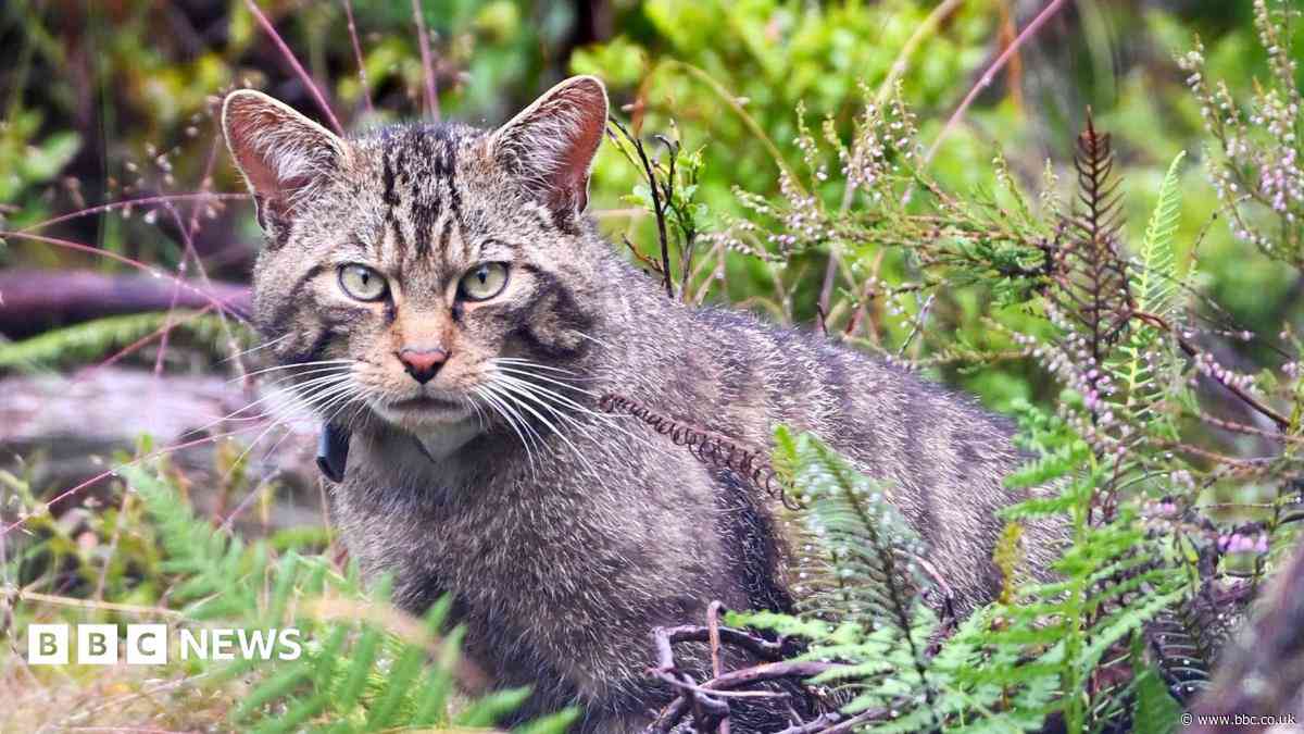 Inside Scotland's wildcat HQ - 'It's like Big Brother for cats'