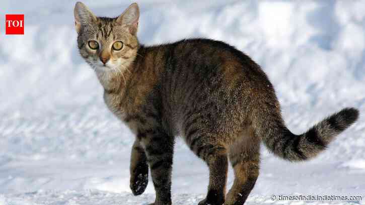 925 pet cats tracked across six countries had small home ranges but affected local wildlife