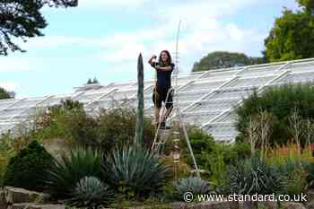 ‘Once-in-a-lifetime’ plant death bloom begins at Kew Gardens