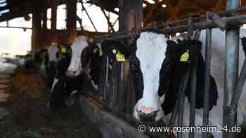 49 tote Rinder: Tragödie mit zwei Seiten – Urteil gegen Landwirt aus Griesstätt gefallen