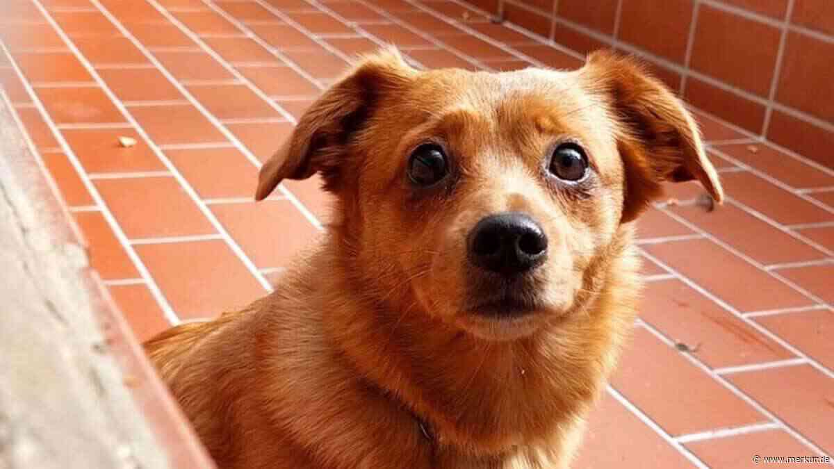 15 Stunden im Auto eingesperrt: Polizei und Feuerwehr befreien Hund