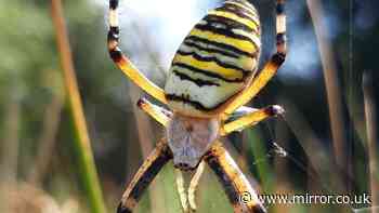 Rare wasp spider spotted in UK county for first time as experts issue warning