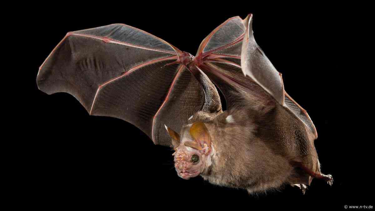 Forschende entschlüsseln Erbgut: Fledertiere stammen wohl aus Europa