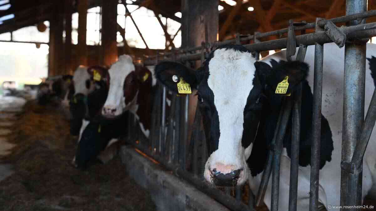 49 tote Rinder: Tragödie mit zwei Seiten – Urteil gegen Landwirt aus Griesstätt gefallen