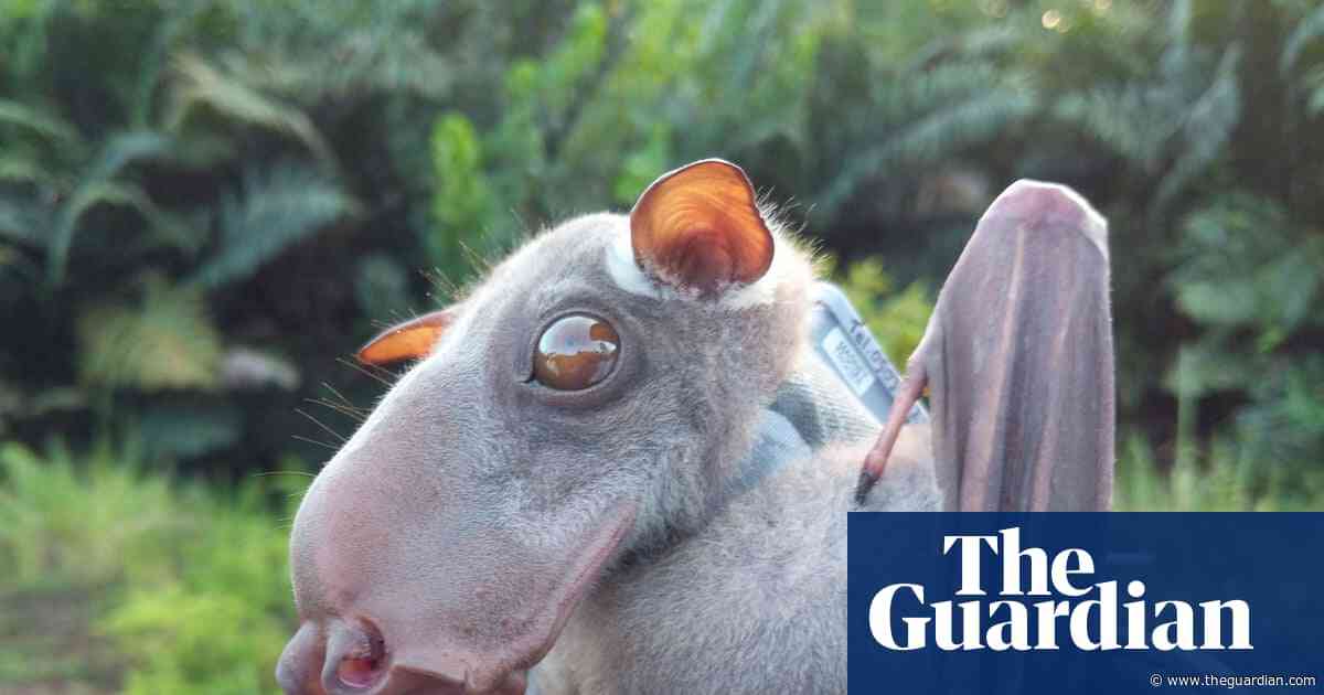 Bats originated in Europe, rewriting mammals’ family tree, study reveals