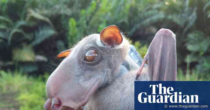 Bats originated in Europe, rewriting mammals’ family tree, study reveals