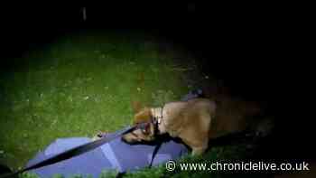 Police dog helps find two County Durham burglary suspects after chase