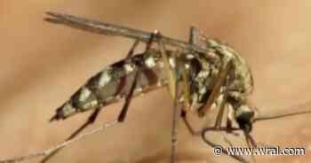 NCFC Youth tests pesticide-free mosquito control at Raleigh soccer park
