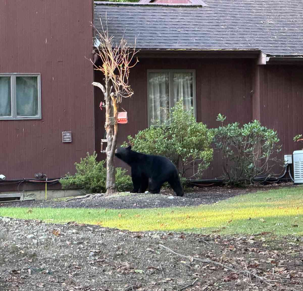 Black bear spotted in Averill Park