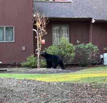 Black bear spotted in Averill Park