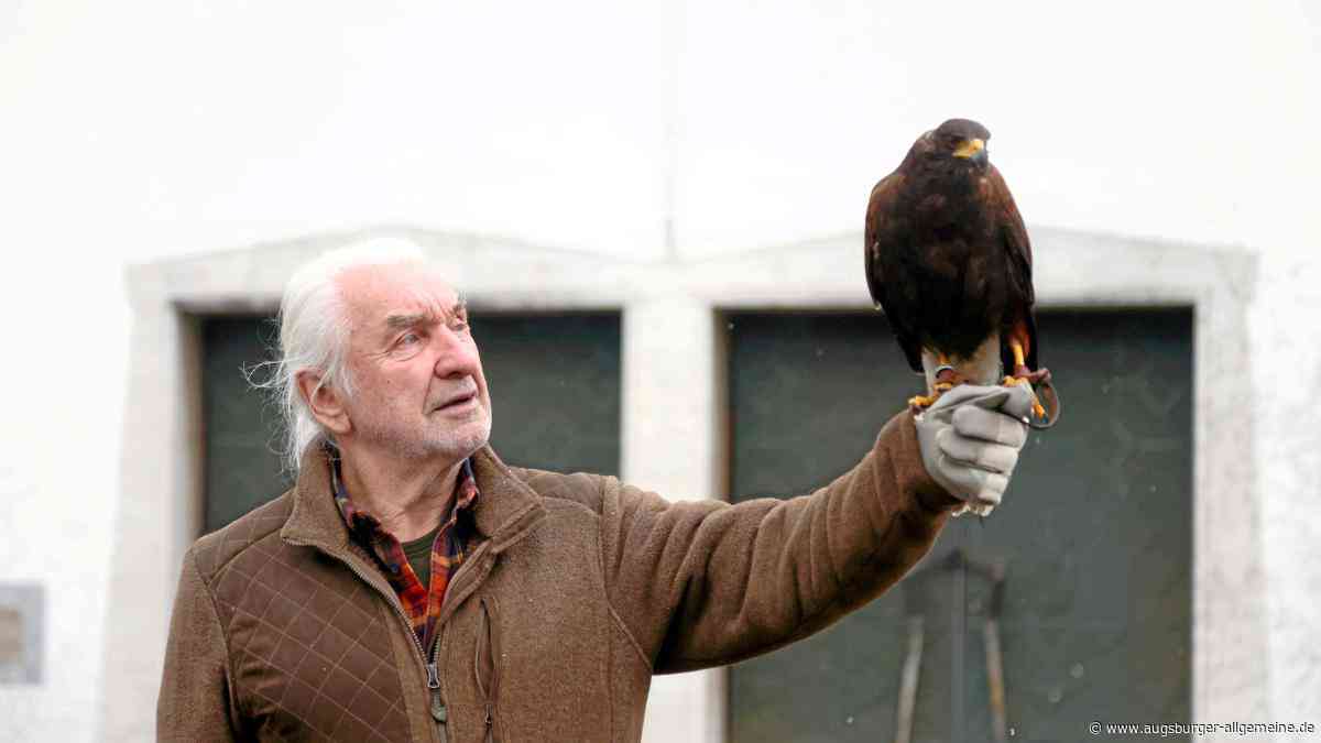 Krähenplage in Neu-Ulm: Noch mehr Raubvögel sollen die lästigen Tiere fernhalten