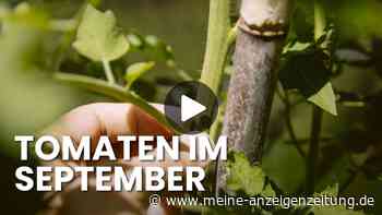 Tomaten Ende September noch ausgeizen? Warum Sie das keinesfalls verpassen sollten